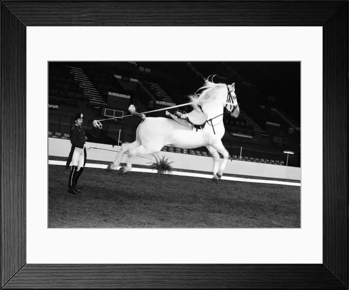 Framed Print : The Spanish Riding School of Vienna rehearsing their classical art of riding which they Framed Print : The Spanish Riding School of Vienna rehearsing their classical art of riding which they