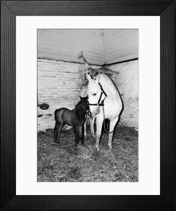 Framed Print : Stud of Lippizaner horses, which are going to be up for auction Framed Print : Stud of Lippizaner horses, which are going to be up for auction