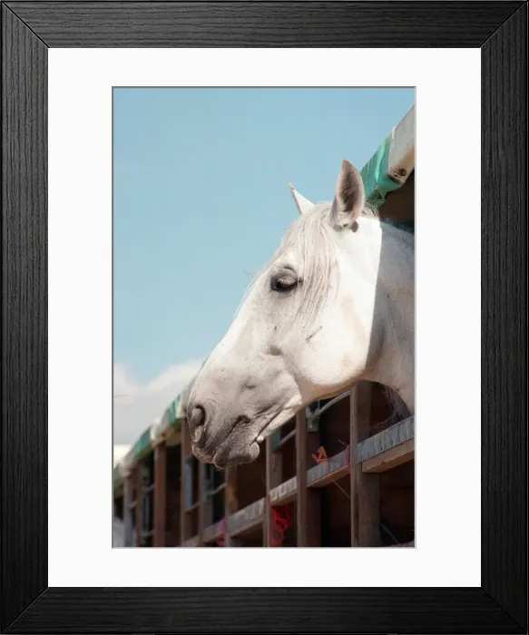 Framed Print : Rare horses which will be appearing at the Newcastle Arena. 2nd May 1997 Framed Print : Rare horses which will be appearing at the Newcastle Arena. 2nd May 1997