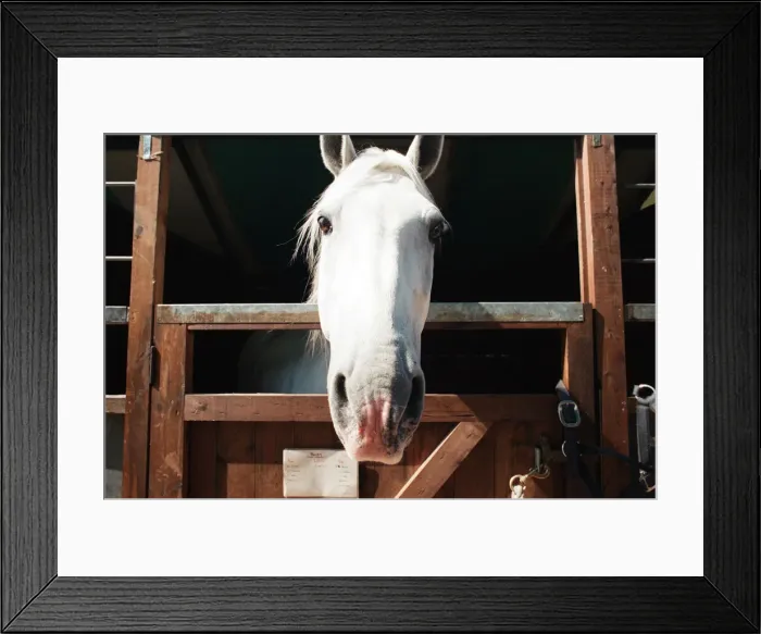 Framed Print : Rare horses which will be appearing at the Newcastle Arena. 2nd May 1997 Framed Print : Rare horses which will be appearing at the Newcastle Arena. 2nd May 1997