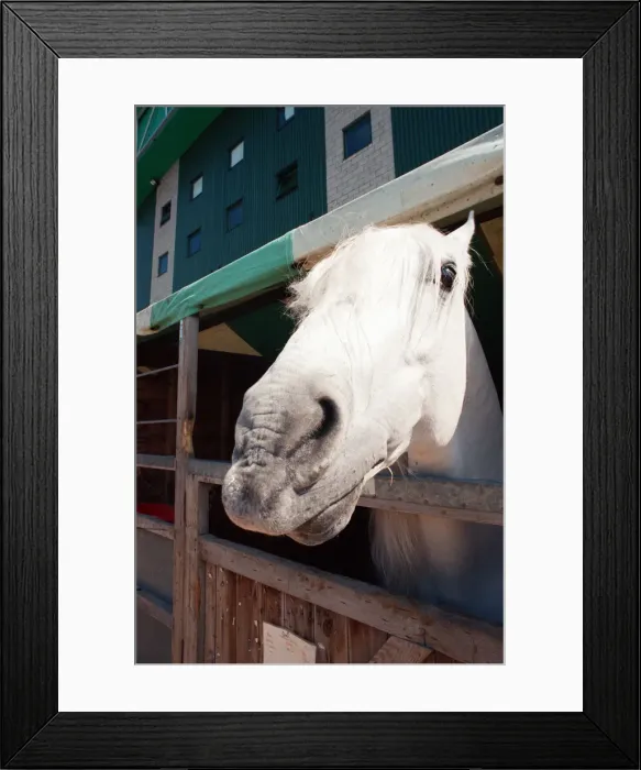 Framed Print : Rare horses which will be appearing at the Newcastle Arena. 2nd May 1997 Framed Print : Rare horses which will be appearing at the Newcastle Arena. 2nd May 1997