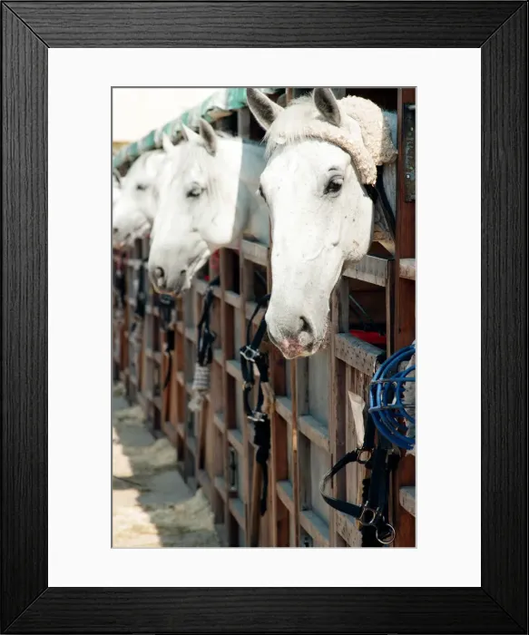 Framed Print : Rare horses which will be appearing at the Newcastle Arena. 2nd May 1997 Framed Print : Rare horses which will be appearing at the Newcastle Arena. 2nd May 1997