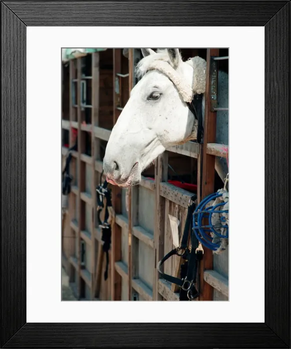 Framed Print : Rare horses which will be appearing at the Newcastle Arena. 2nd May 1997 Framed Print : Rare horses which will be appearing at the Newcastle Arena. 2nd May 1997