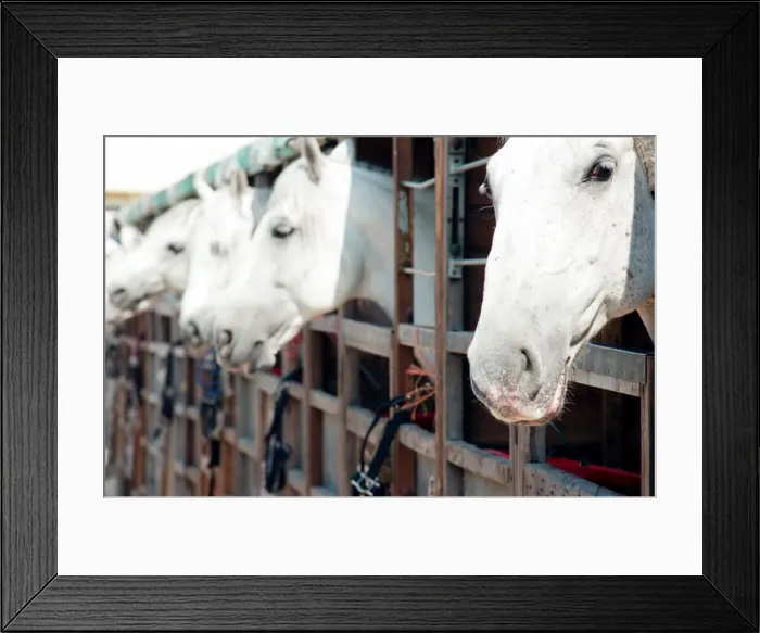 Framed Print : Rare horses which will be appearing at the Newcastle Arena. 2nd May 1997 Framed Print : Rare horses which will be appearing at the Newcastle Arena. 2nd May 1997