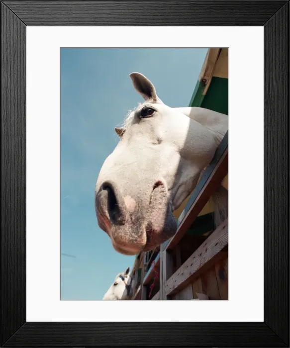 Framed Print : Rare horses which will be appearing at the Newcastle Arena. 2nd May 1997 Framed Print : Rare horses which will be appearing at the Newcastle Arena. 2nd May 1997