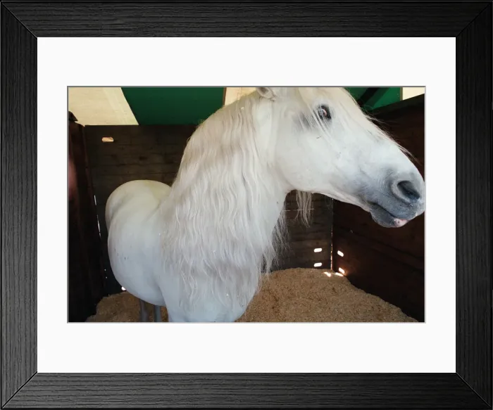 Framed Print : Rare horses which will be appearing at the Newcastle Arena. 2nd May 1997 Framed Print : Rare horses which will be appearing at the Newcastle Arena. 2nd May 1997