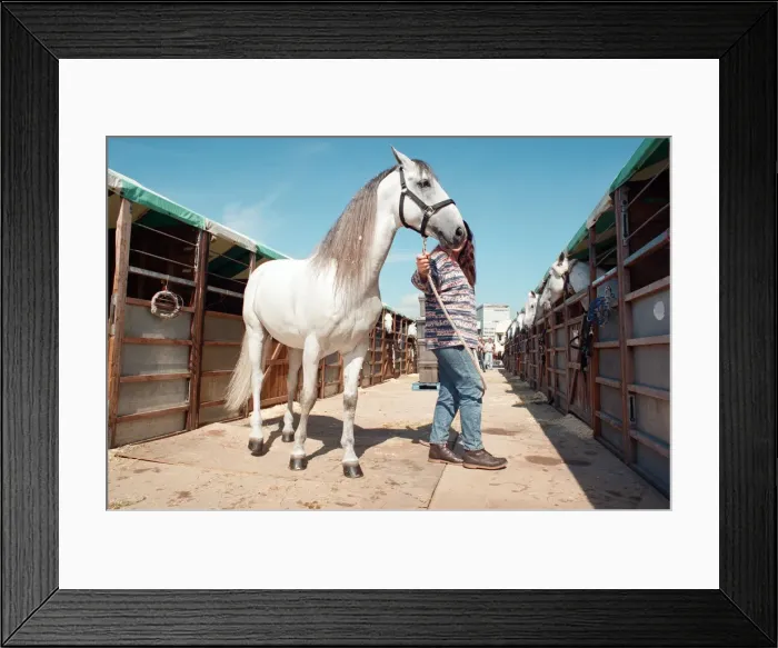Framed Print : Rare horses which will be appearing at the Newcastle Arena. 2nd May 1997 Framed Print : Rare horses which will be appearing at the Newcastle Arena. 2nd May 1997