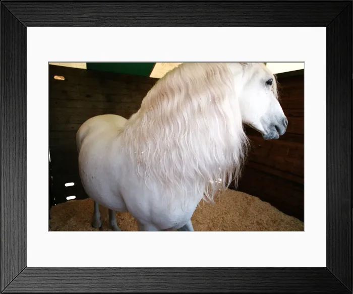 Framed Print : Rare horses which will be appearing at the Newcastle Arena. 2nd May 1997 Framed Print : Rare horses which will be appearing at the Newcastle Arena. 2nd May 1997