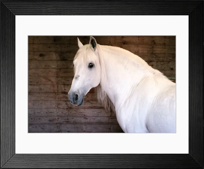 Framed Print : Rare horses which will be appearing at the Newcastle Arena. 2nd May 1997 Framed Print : Rare horses which will be appearing at the Newcastle Arena. 2nd May 1997