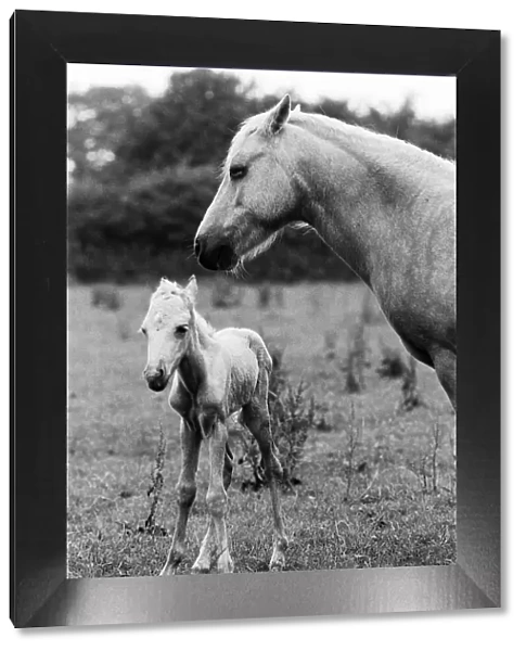 Honey Bee, the horse with her foal which is only one hour old