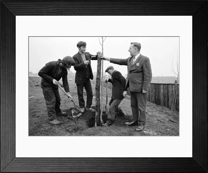 Framed Print : Tree planting at Guisborough. 1973 Framed Print : Tree planting at Guisborough. 1973