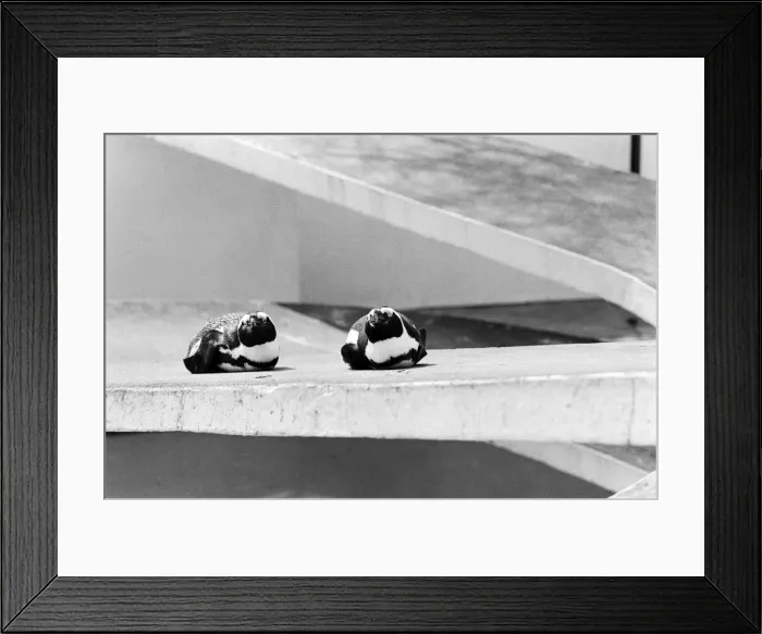 Framed Print : Penguins enjoying the sun at London Zoo. 22nd April 1982