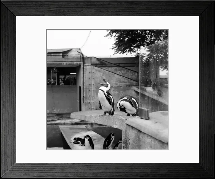 Framed Print : This Rock Hopper is senior penguin in the pool at London Zoo