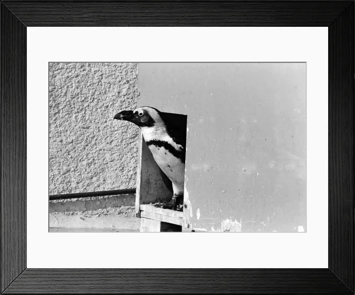 Framed Print : Penguins who have been sprayed with water by their keeper Framed Print : Penguins who have been sprayed with water by their keeper