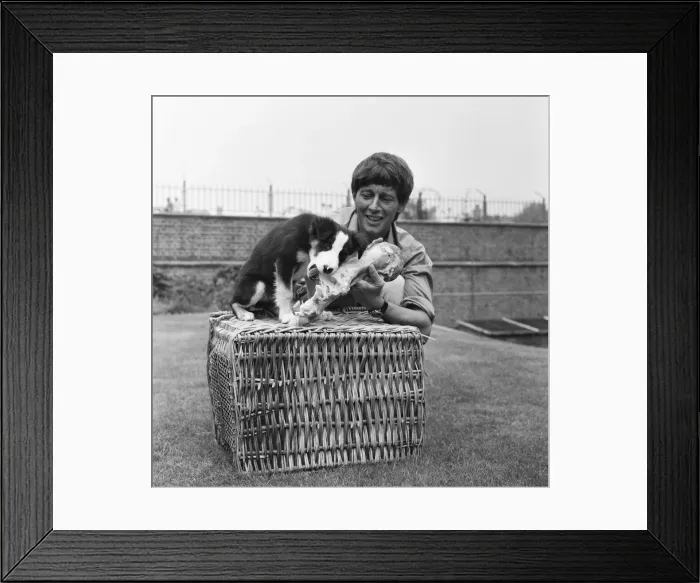 Framed Print : Blue Peter presenter John Noakes, seen here with the programmes new border collie puppy Framed Print : Blue Peter presenter John Noakes, seen here with the programmes new border collie puppy
