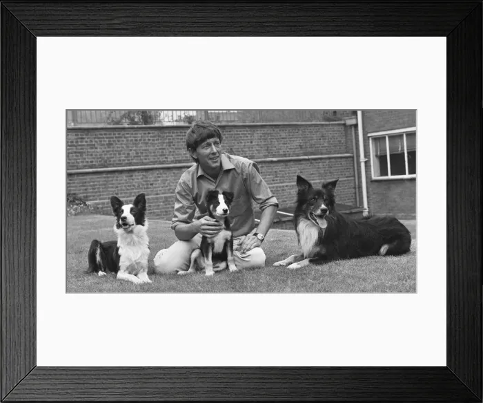Framed Print : Blue Peter presenter John Noakes, seen here with the programmes new border collie puppy Framed Print : Blue Peter presenter John Noakes, seen here with the programmes new border collie puppy