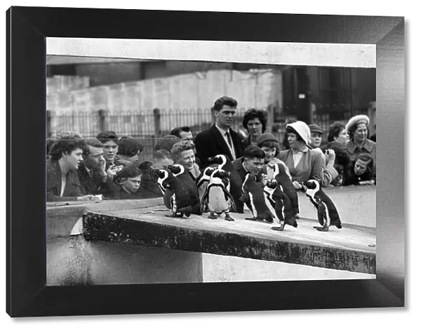 Penguins at London Zoo. 31st March 1959