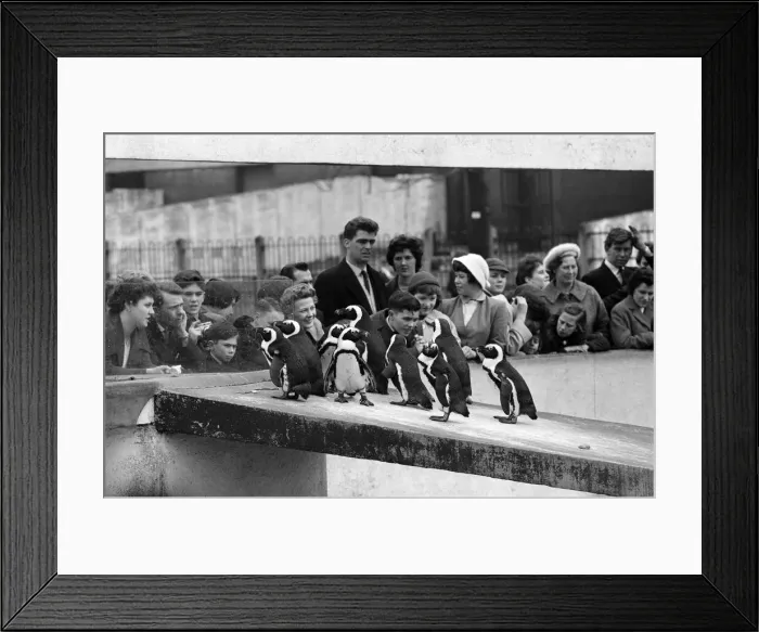 Framed Print : Penguins at London Zoo. 31st March 1959 Framed Print : Penguins at London Zoo. 31st March 1959