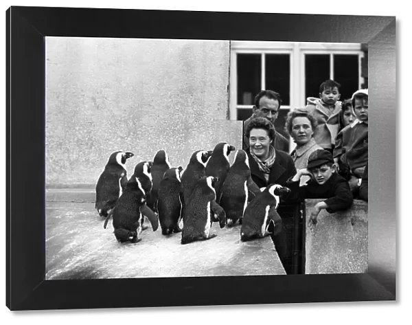 Visitors at London Zoo look at the penguins - while everyone seems cheerful at the sight