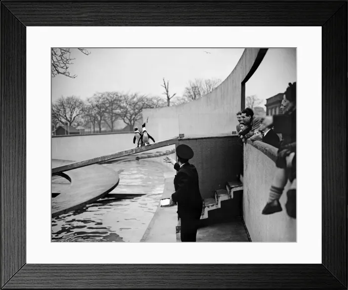 Framed Print : Penguins in the Penguin Pool at London Zoo. 20th January 1954 Framed Print : Penguins in the Penguin Pool at London Zoo. 20th January 1954