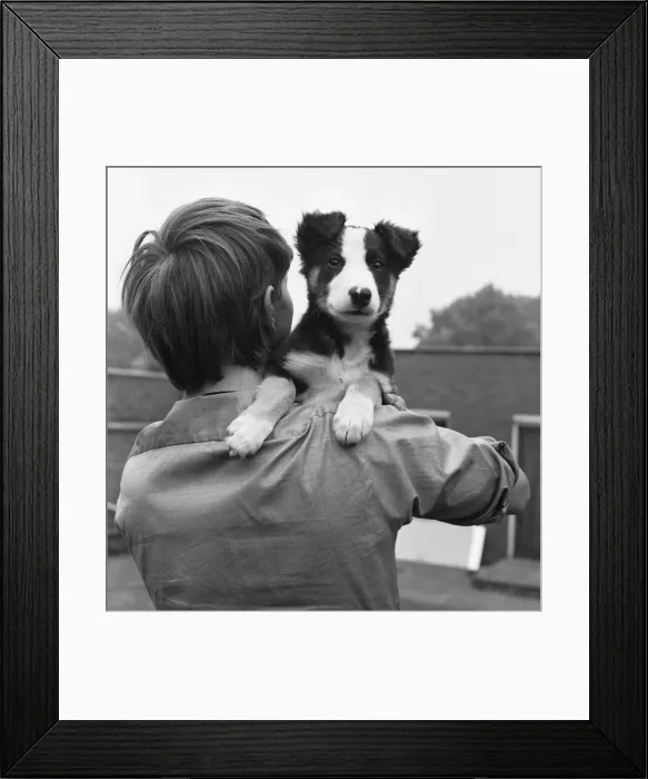 Framed Print : Blue Peter presenter John Noakes, seen here with the programmes new border collie puppy Framed Print : Blue Peter presenter John Noakes, seen here with the programmes new border collie puppy