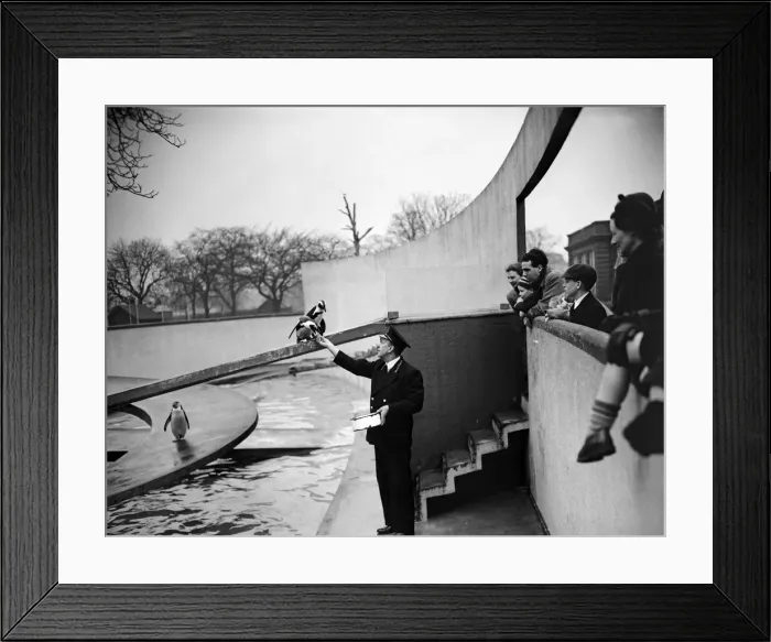 Framed Print : Penguins in the Penguin Pool at London Zoo. 20th January 1954 Framed Print : Penguins in the Penguin Pool at London Zoo. 20th January 1954
