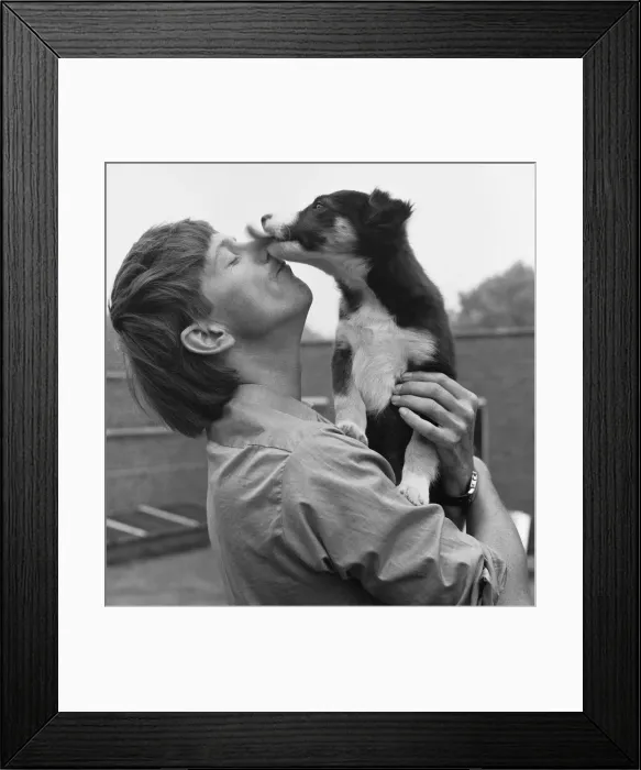 Framed Print : Blue Peter presenter John Noakes, seen here with the programmes new border collie puppy Framed Print : Blue Peter presenter John Noakes, seen here with the programmes new border collie puppy