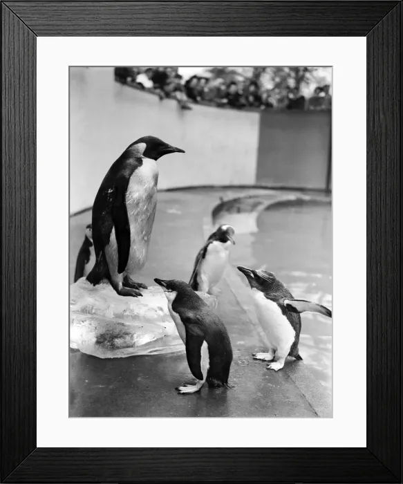 Framed Print : The first Emperor Penguin at London Zoo. 31st March 1950 Framed Print : The first Emperor Penguin at London Zoo. 31st March 1950