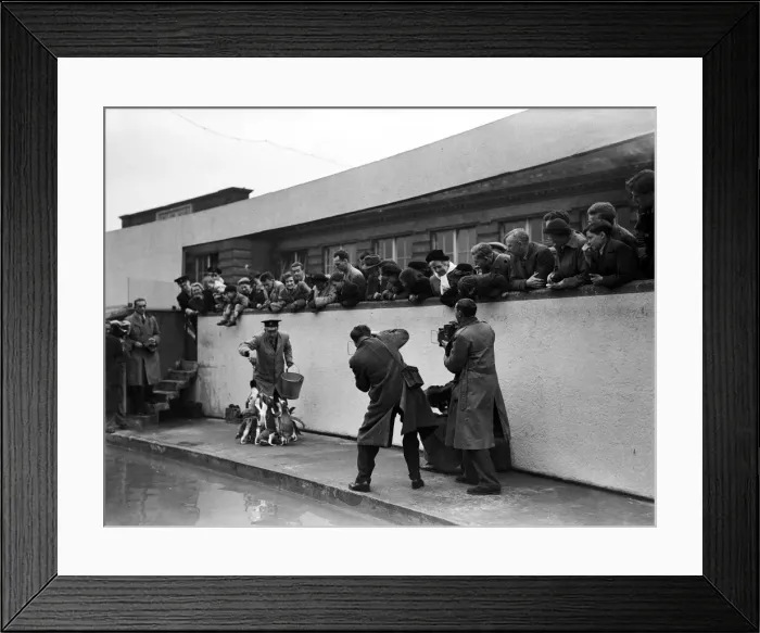 Framed Print : The first Emperor Penguin at London Zoo. 31st March 1950 Framed Print : The first Emperor Penguin at London Zoo. 31st March 1950