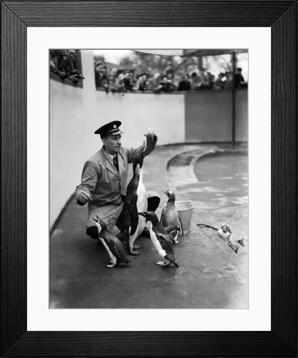 Framed Print : The first Emperor Penguin at London Zoo. 31st March 1950 Framed Print : The first Emperor Penguin at London Zoo. 31st March 1950