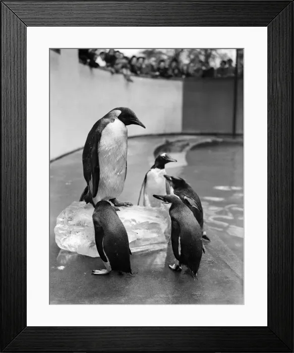 Framed Print : The first Emperor Penguin at London Zoo. 31st March 1950 Framed Print : The first Emperor Penguin at London Zoo. 31st March 1950