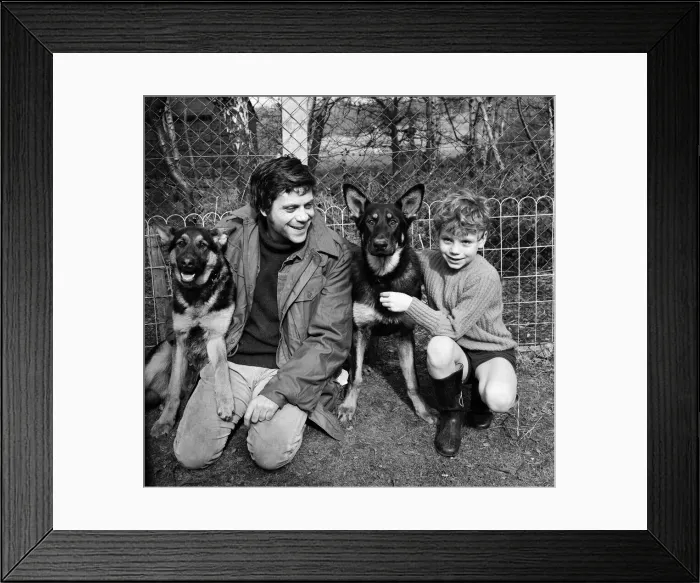 Framed Print : Actor, Oliver Reed, with his 7 year old son Mark and their alsatians Rex (left) and Rinty Framed Print : Actor, Oliver Reed, with his 7 year old son Mark and their alsatians Rex (left) and Rinty