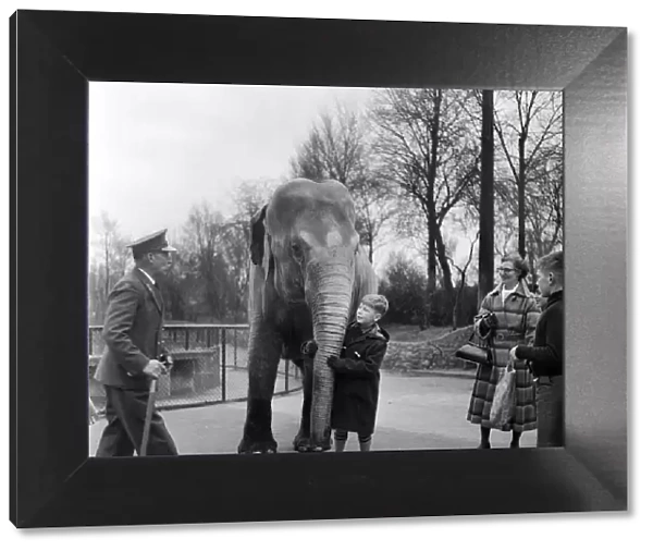 A young boy allowed to touch an elephant at London Zoo. 29th December 1954
