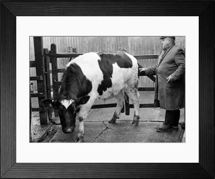 Framed Print : Stokesley cattle market. 1973 Framed Print : Stokesley cattle market. 1973