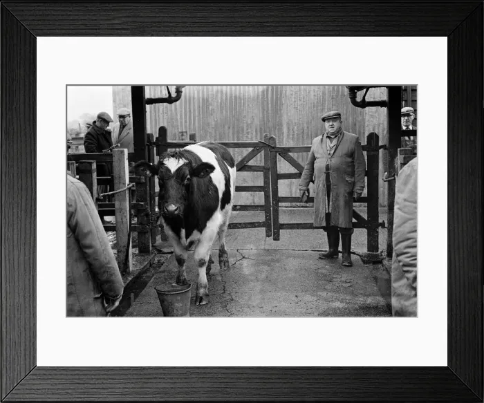 Framed Print : Stokesley cattle market. 1973 Framed Print : Stokesley cattle market. 1973