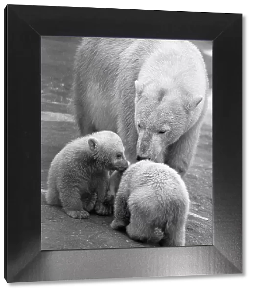 Polar Bear twins Aurora and Polaris who are three months old