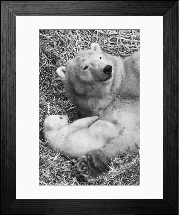 Framed Print : For the first time, Paddiwack the polar bear cub born to Sam Framed Print : For the first time, Paddiwack the polar bear cub born to Sam
