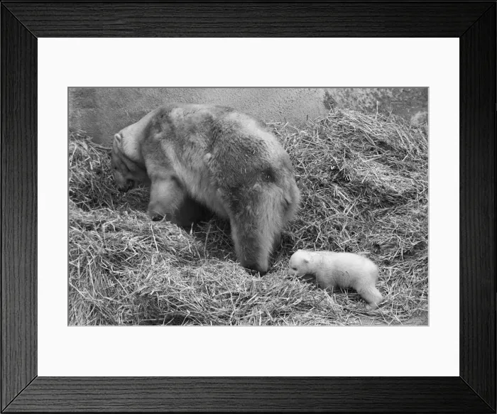 Framed Print : For the first time, Paddiwack the polar bear cub born to Sam Framed Print : For the first time, Paddiwack the polar bear cub born to Sam