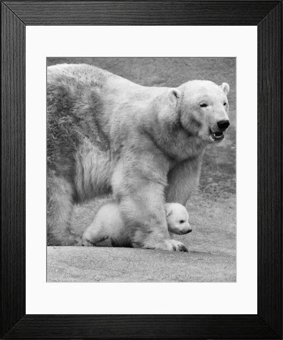 Framed Print : For the first time, Paddiwack the polar bear cub born to Sam