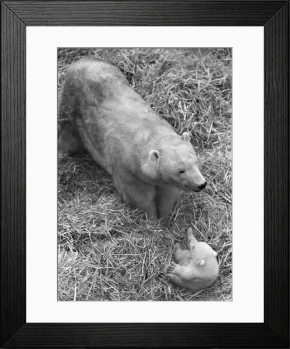 Framed Print : For the first time, Paddiwack the polar bear cub born to Sam Framed Print : For the first time, Paddiwack the polar bear cub born to Sam