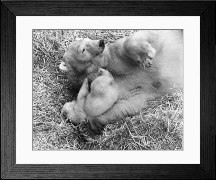 Framed Print : For the first time, Paddiwack the polar bear cub born to Sam Framed Print : For the first time, Paddiwack the polar bear cub born to Sam