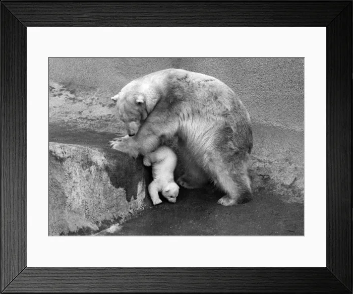 Framed Print : For the first time, Paddiwack the polar bear cub born to Sam Framed Print : For the first time, Paddiwack the polar bear cub born to Sam