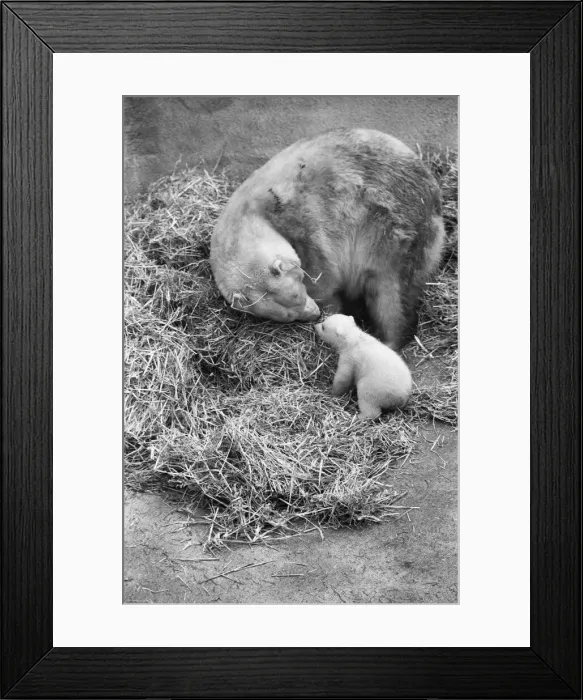 Framed Print : For the first time, Paddiwack the polar bear cub born to Sam Framed Print : For the first time, Paddiwack the polar bear cub born to Sam