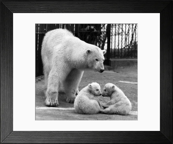Framed Print : Polar Bear twins Aurora and Polaris who are three months old