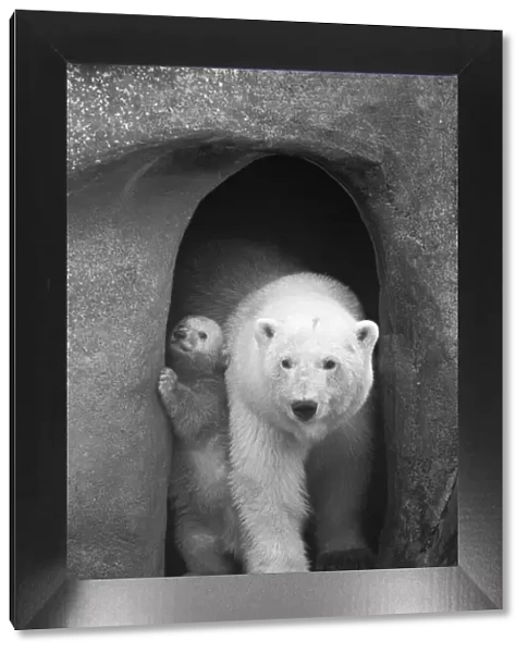'Its a tight squeeze mum!'Polar Bear twins Aurora