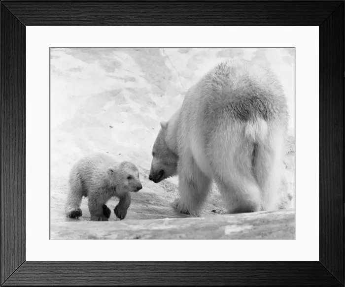 Framed Print : Polar Bear twins Aurora and Polaris who are three months old Framed Print : Polar Bear twins Aurora and Polaris who are three months old