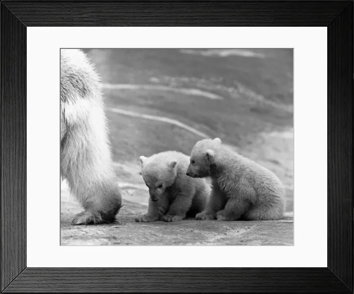 Framed Print : Its all clear you can come out now. Polar Bear twins Aurora Framed Print : Its all clear you can come out now. Polar Bear twins Aurora