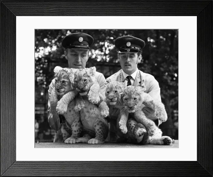 Framed Print : Four lion cubs, born to Kim and Singh on the 10th June 1971 met visitors for the first