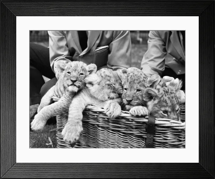 Framed Print : Four lion cubs, born to Kim and Singh on the 10th June 1971 met visitors for the first Framed Print : Four lion cubs, born to Kim and Singh on the 10th June 1971 met visitors for the first