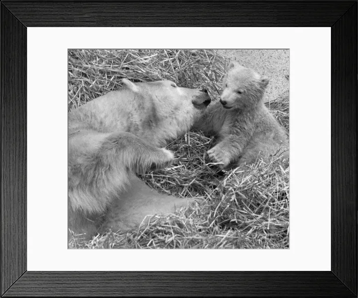 Framed Print : Pipaluk the polar bear cub ventures out of his private den on to the Mappin Terraces Framed Print : Pipaluk the polar bear cub ventures out of his private den on to the Mappin Terraces
